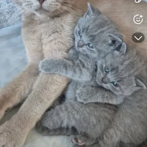 British shorthair kitten - Image 2