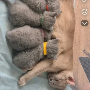 British shorthair kitten - Image 3