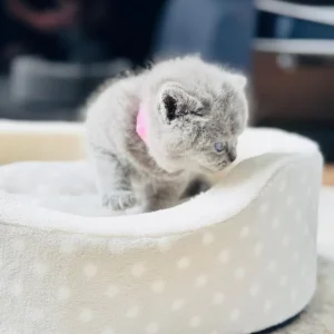 British shorthair kitten - Image 4