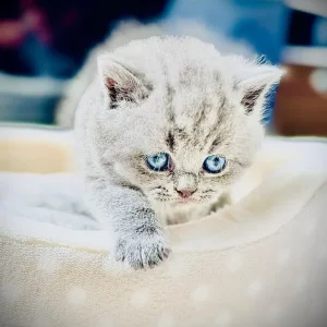 British shorthair kitten - Image 5