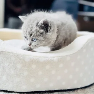 British shorthair kitten - Image 6