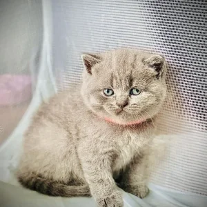 British shorthair kitten - Image 7