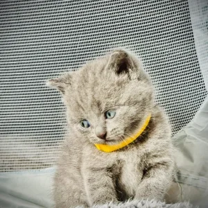British shorthair kitten - Image 8