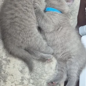 British shorthair kitten