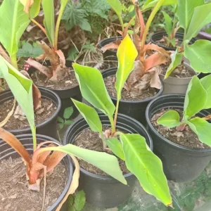 Musa basjoo banana palms - Image 2