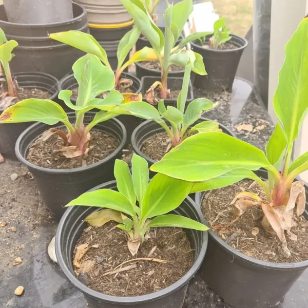 Musa basjoo banana palms