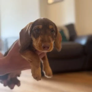 Mini Daxi - Image 2
