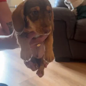 Mini Daxi - Image 3
