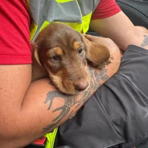 Mini Daxi - Image 5