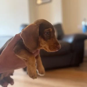 Mini Daxi
