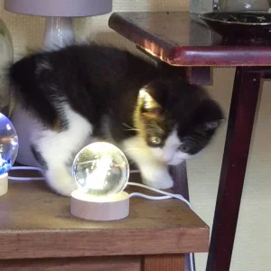 Bicolour British Shorthair kittens - Image 2