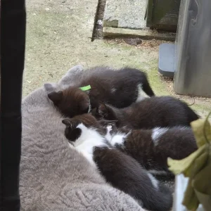 Bicolour British Shorthair kittens - Image 6