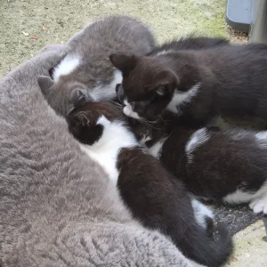 Bicolour British Shorthair kittens - Image 7
