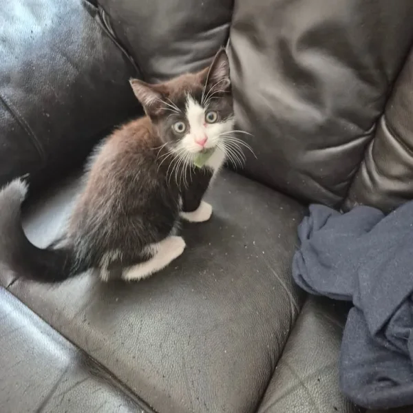 Bicolour British Shorthair kittens