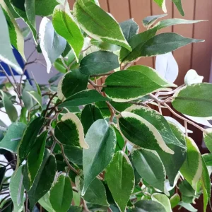 Artificial tree - Image 3