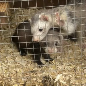 Ferrets and Polecats, 8 Weeks Old - Image 3