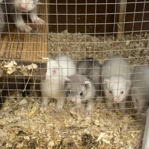 Ferrets and Polecats, 8 Weeks Old - Image 4