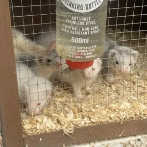 Ferrets and Polecats, 8 Weeks Old - Image 6