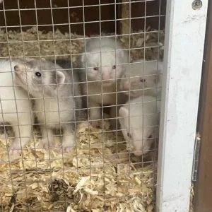 Ferrets and Polecats, 8 Weeks Old - Image 7