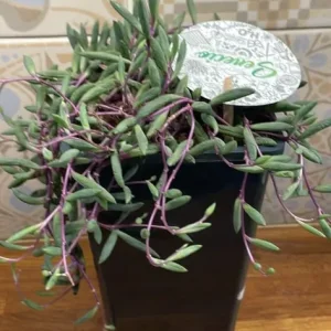 Plant senecio purple flush - Image 2