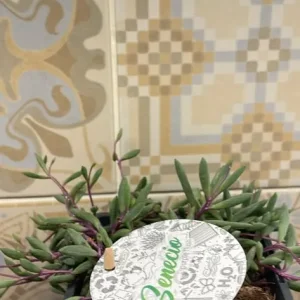 Plant senecio purple flush - Image 3