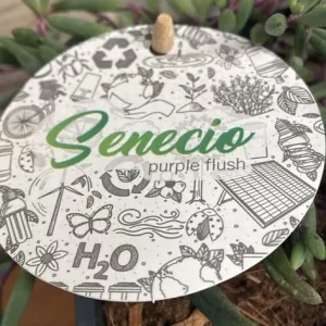 Plant senecio purple flush - Image 4