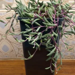 Plant senecio purple flush - Image 5