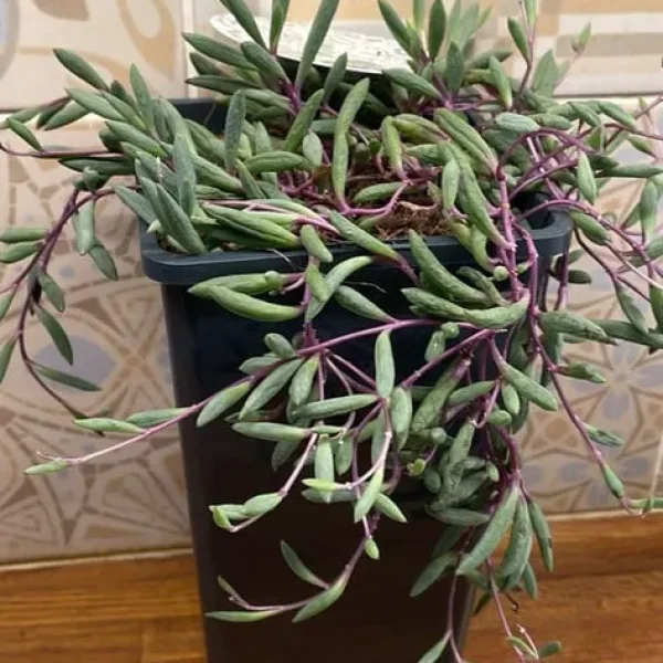 Plant senecio purple flush