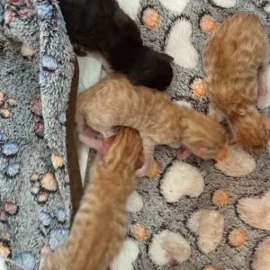 4 gorgeous kittens - Image 2