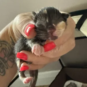 4 gorgeous kittens - Image 3