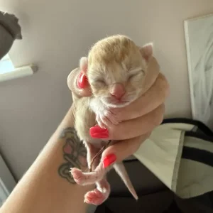4 gorgeous kittens - Image 4