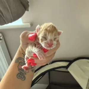 4 gorgeous kittens - Image 5