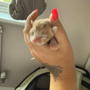 4 gorgeous kittens - Image 6