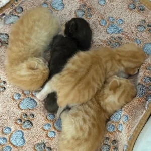 4 gorgeous kittens - Image 7