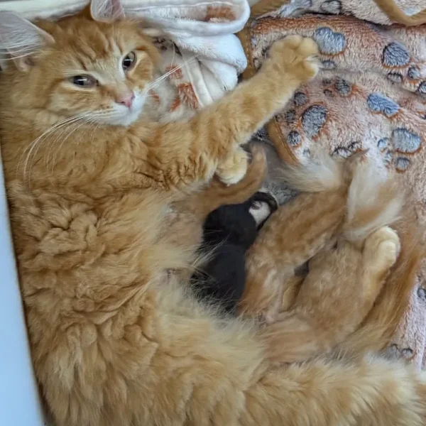 4 gorgeous kittens
