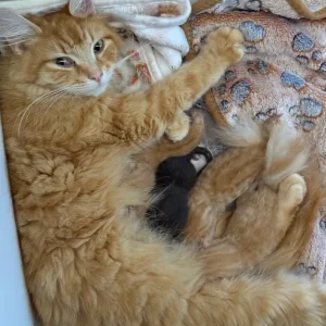 4 gorgeous kittens