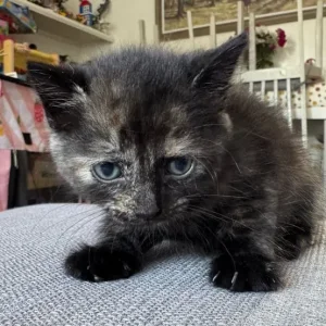 🐾 Black Kitten with Ginger Hints – 8 Weeks Old, Litter Trained & Vet-Checked - Image 2