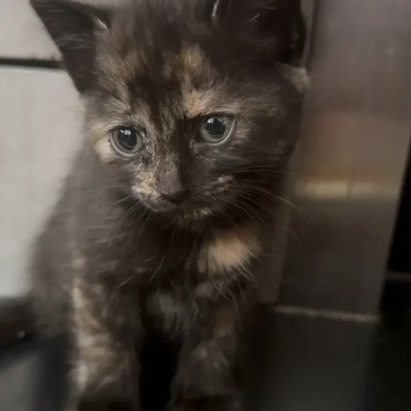 🐾 Black Kitten with Ginger Hints – 8 Weeks Old, Litter Trained & Vet-Checked