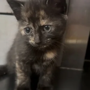 🐾 Black Kitten with Ginger Hints – 8 Weeks Old, Litter Trained & Vet-Checked