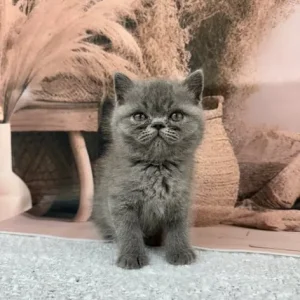 exotic persian kittens - Image 3