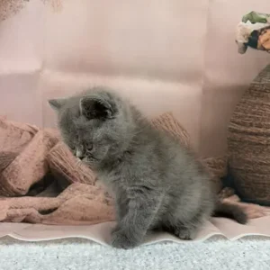 exotic persian kittens - Image 5