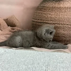 exotic persian kittens - Image 6