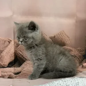 exotic persian kittens - Image 8