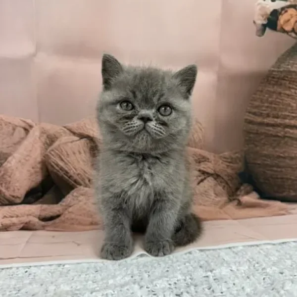 exotic persian kittens