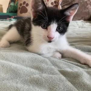 Blue boy kitten and green boy kitten - Image 2