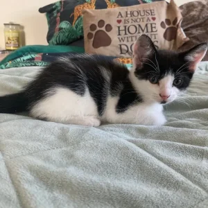 Blue boy kitten and green boy kitten - Image 3