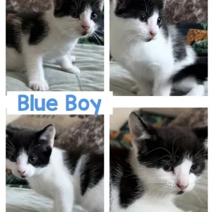 Blue boy kitten and green boy kitten - Image 4