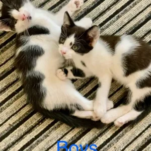 Blue boy kitten and green boy kitten