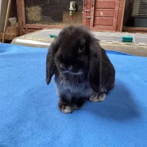 Mini lop bunnies - Image 2