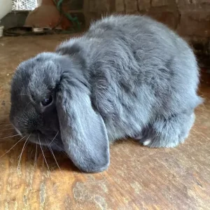 Mini lop bunnies
